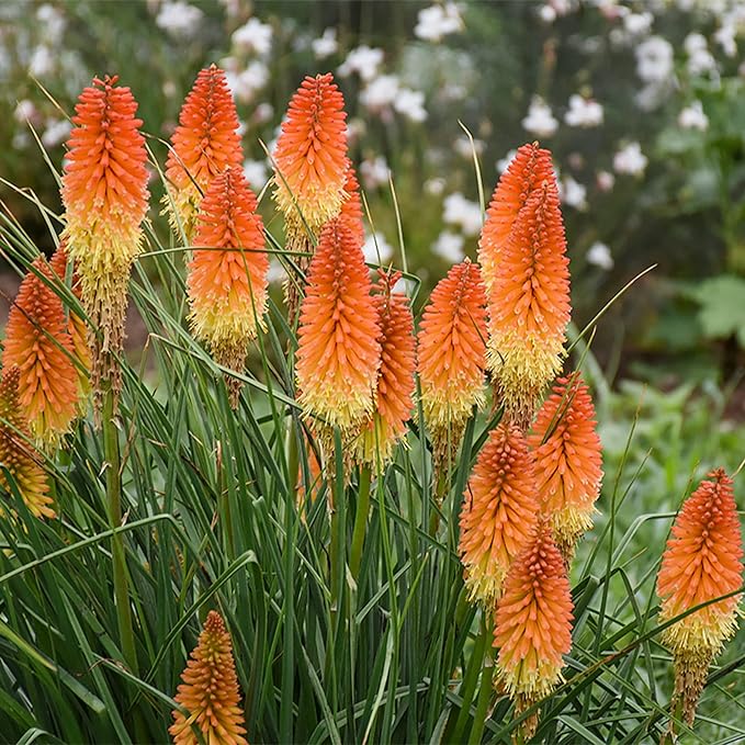Heirloom Non-GMO Kniphofia Flower Seeds for Planting – Striking Torch-Lily Blooming Seeds, High Germination
