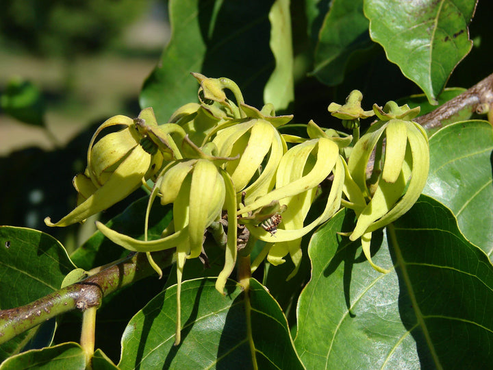 Cananga Odorata blomsterfrø til plantning - 100 stk