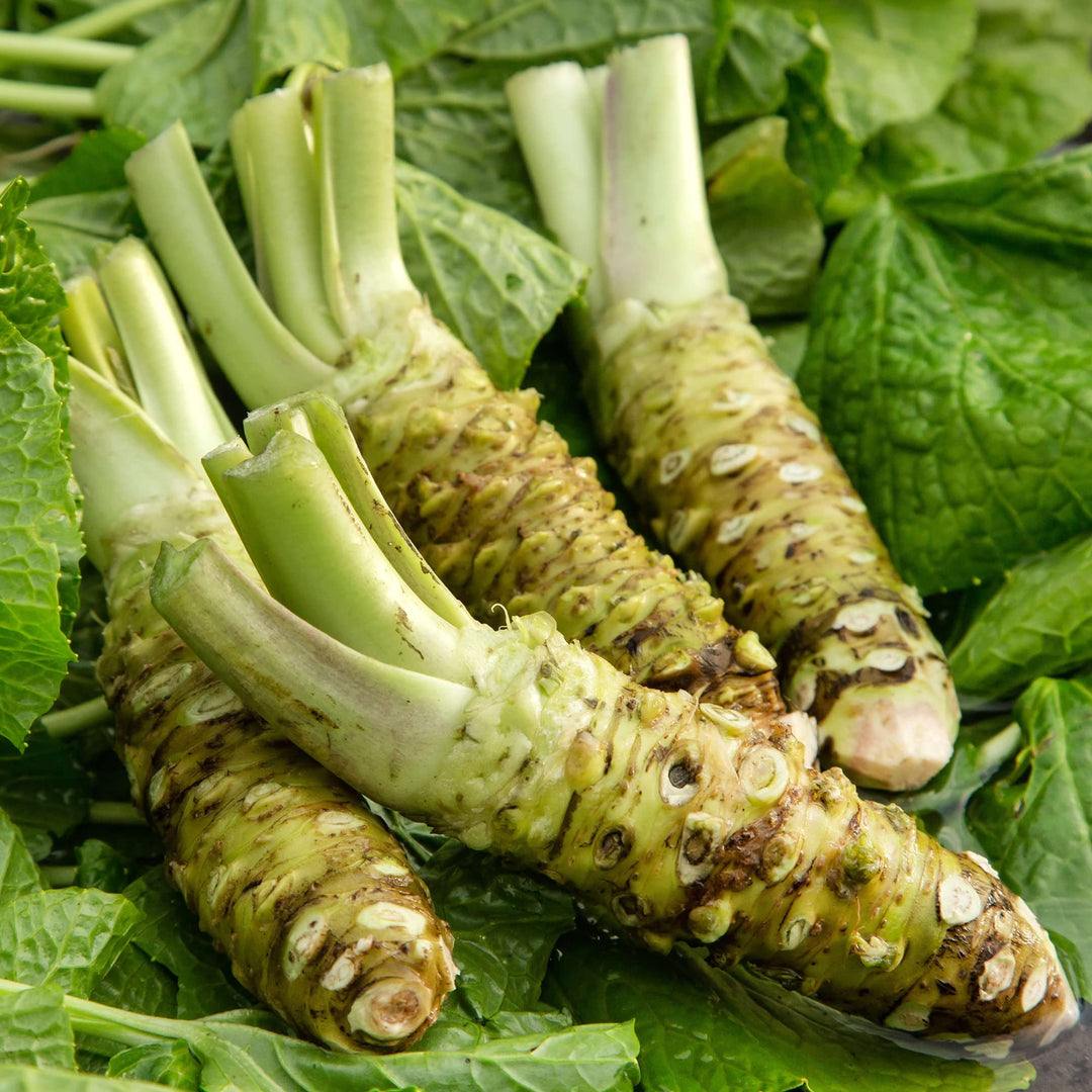 Green Horseradish Seeds for Planting - 100 pcs