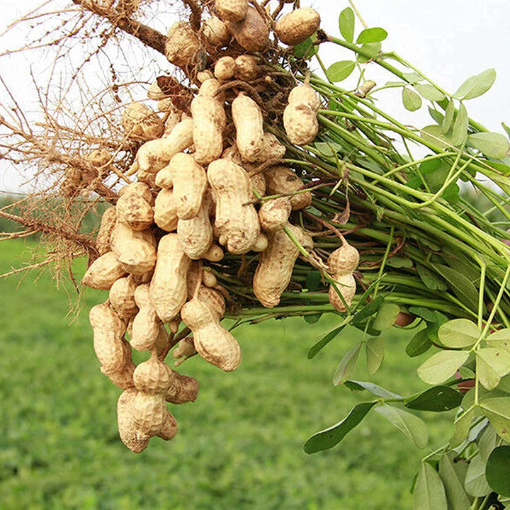 Peanut Plant Seeds for Garden Planting - 100 pcs