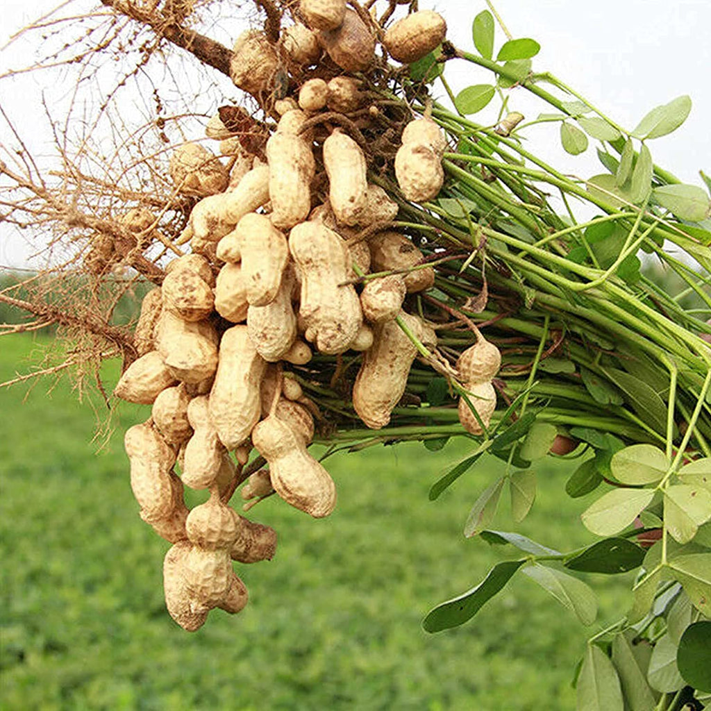 Peanut Plant Seeds for Garden Planting – Non-GMO Heirloom Organic Gard –  Neeraseeds