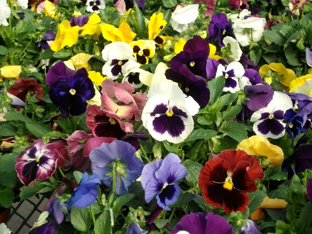 heirloom pansy flower seeds