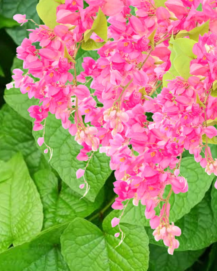 Antigonon Flower Seeds for Planting – Coral Vine