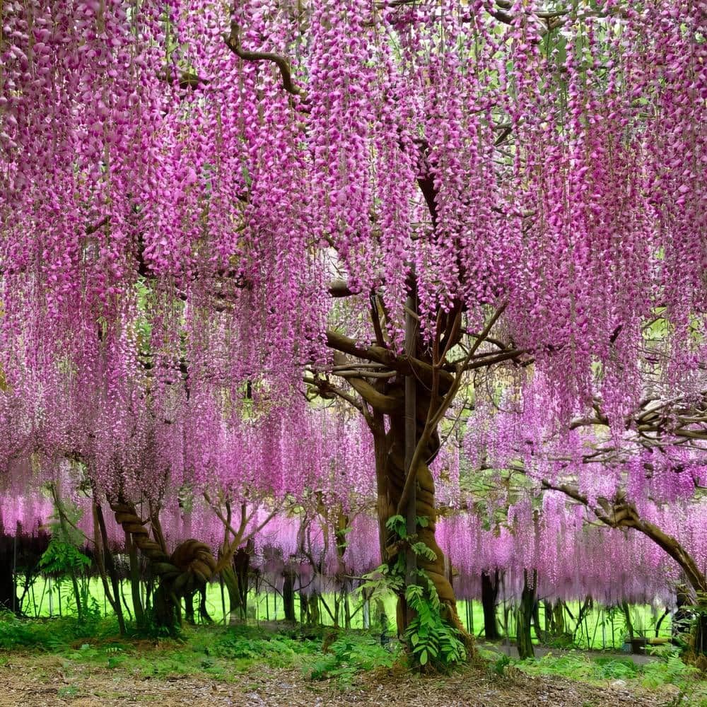 japanese wisteria flower seeds