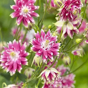 nora barlow flower seeds