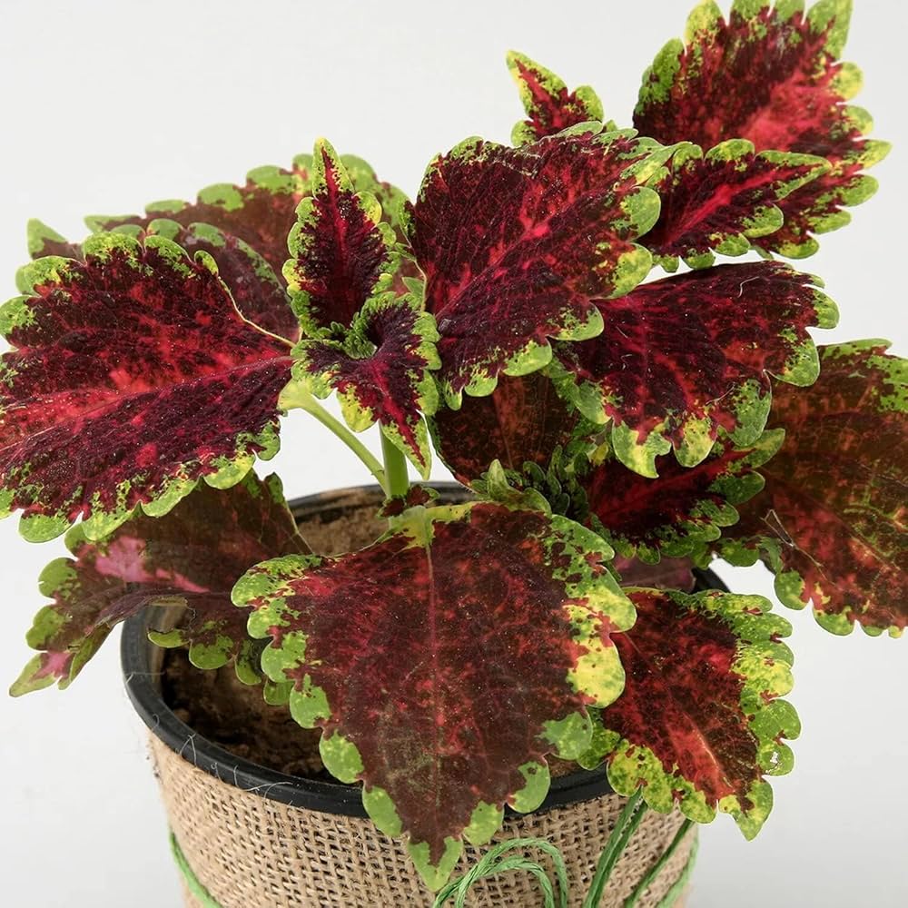 coleus plectranthus flower seeds