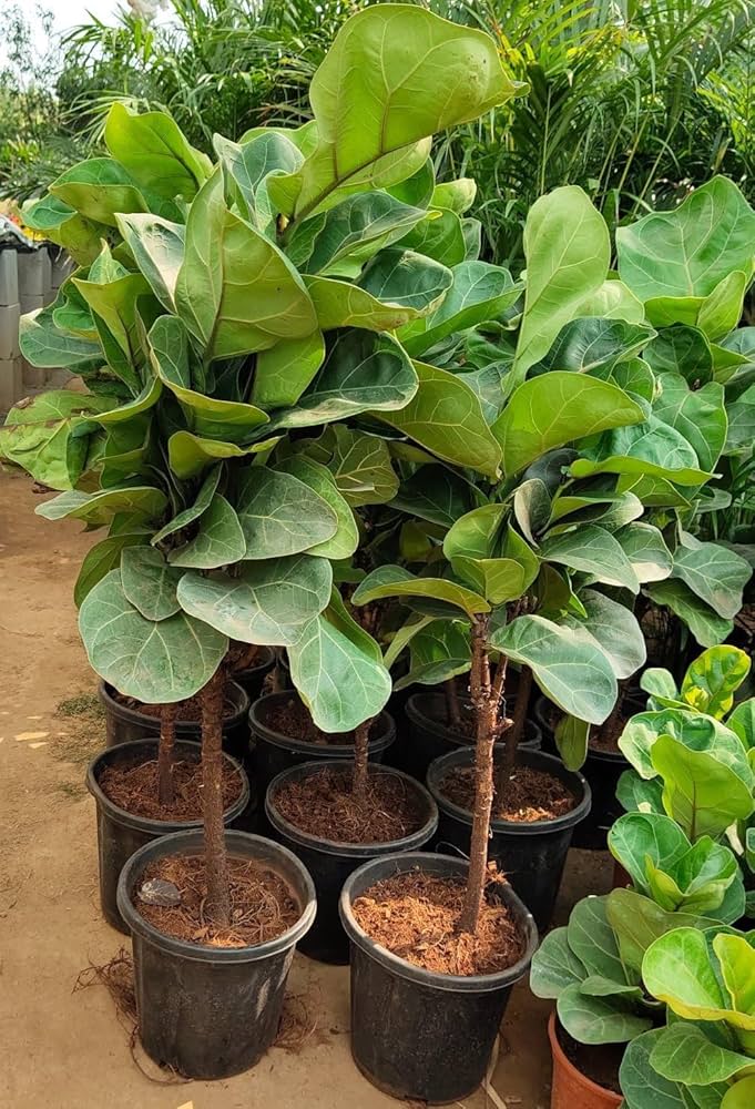 Green Ficus Lyrata Tree Seeds for Planting - 100 pcs