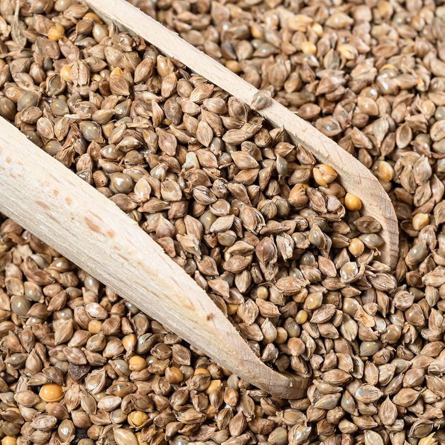 Japanese Reed Millet Seeds for Planting – High-Yield Ornamental and Wildlife Forage Grass, Heirloom Non-GMO Seeds
