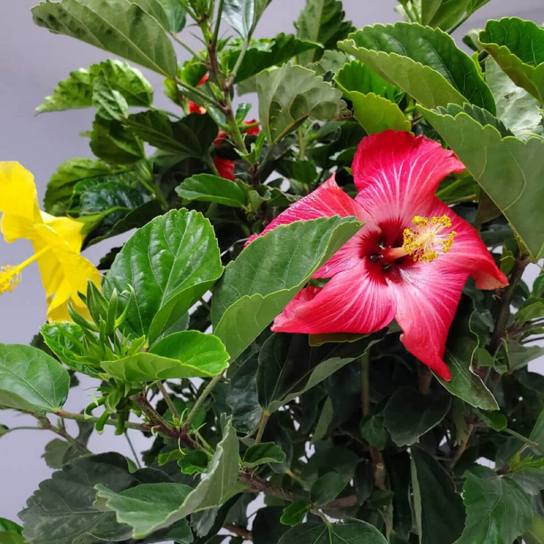 hibiscus types flower seeds
