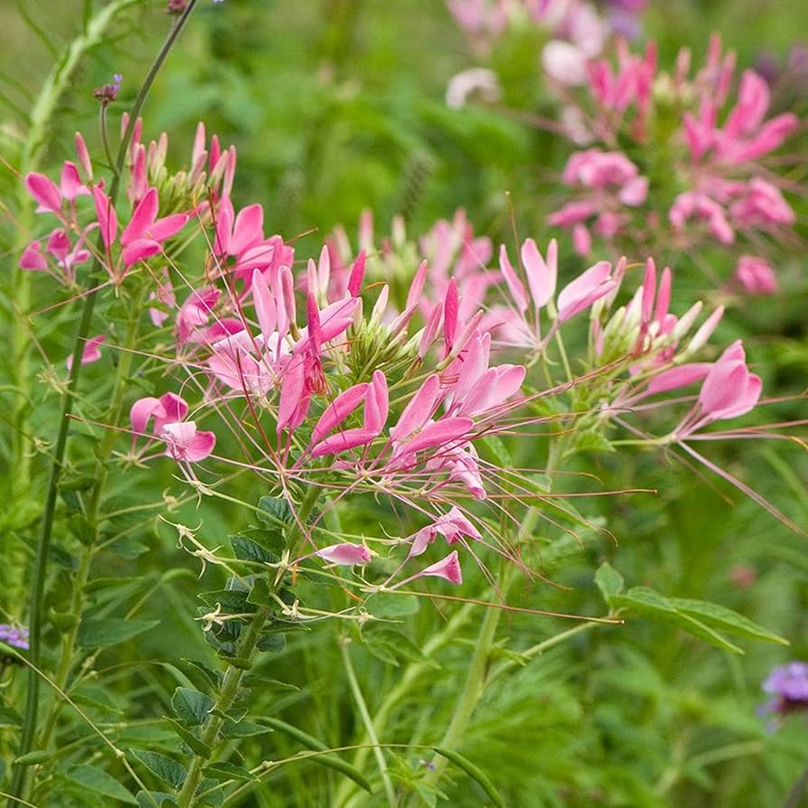 cleome rose flower seeds