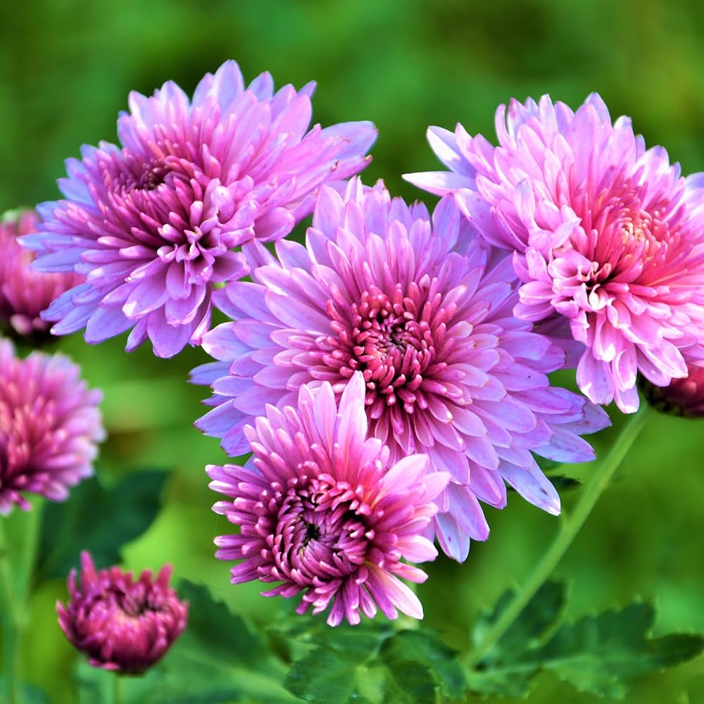 green blue flower seeds