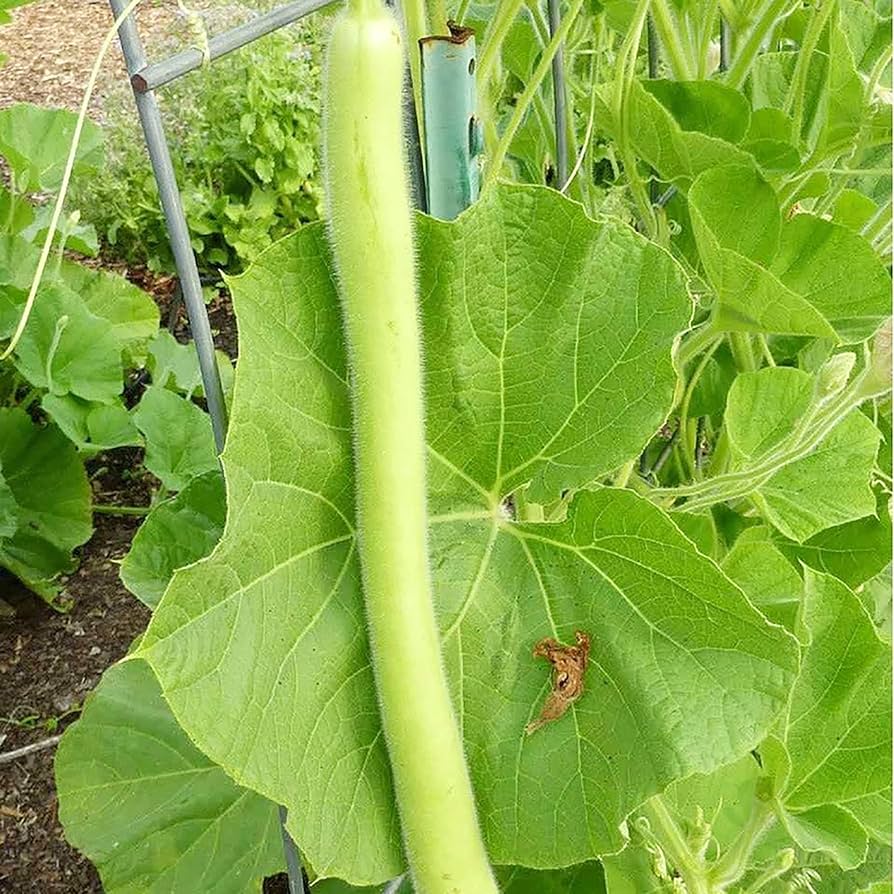 YEGAOL Garden Cucuzzi Gourd Vegetable Seeds for Planting - 100 pcs