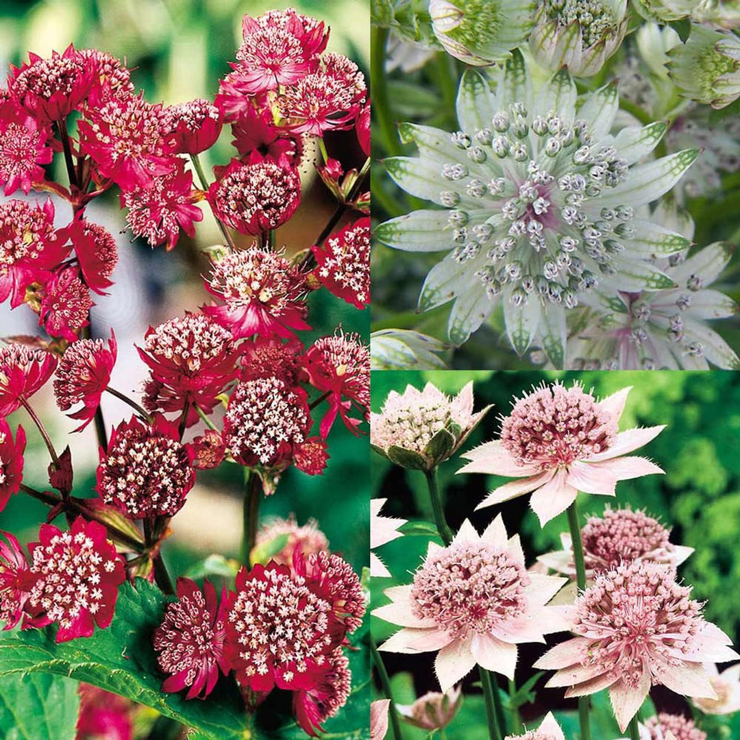 astrantia flower seeds Mixed Astrantia Flower Seeds for Garden Planting – Perennial Blooms for Borders & Landscaping