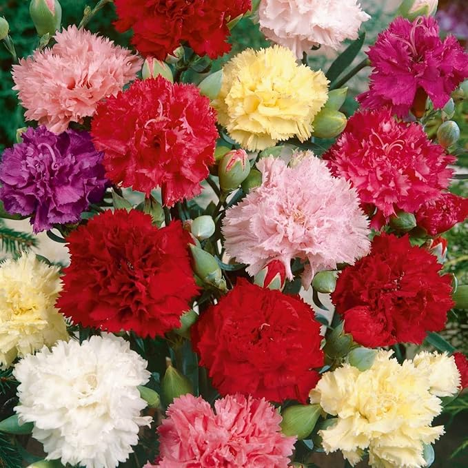 carnation dianthus flower seeds