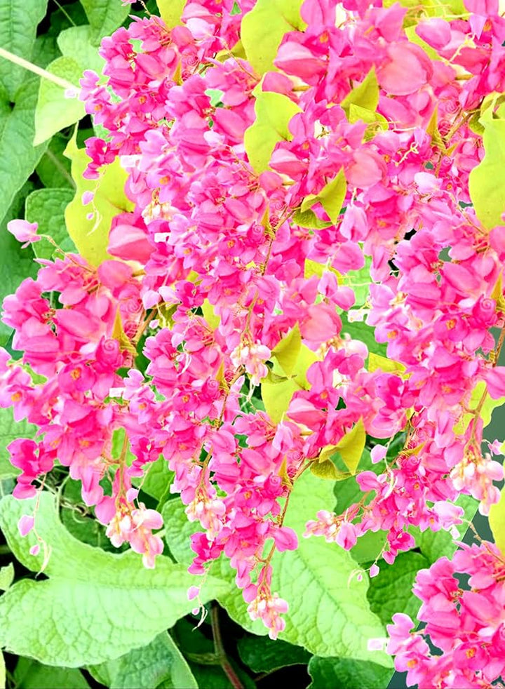Antigonon Flower Seeds for Planting – Coral Vine