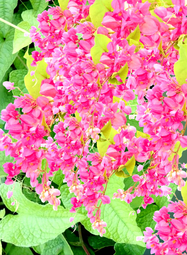 Antigonon Flower Seeds for Planting – Coral Vine
