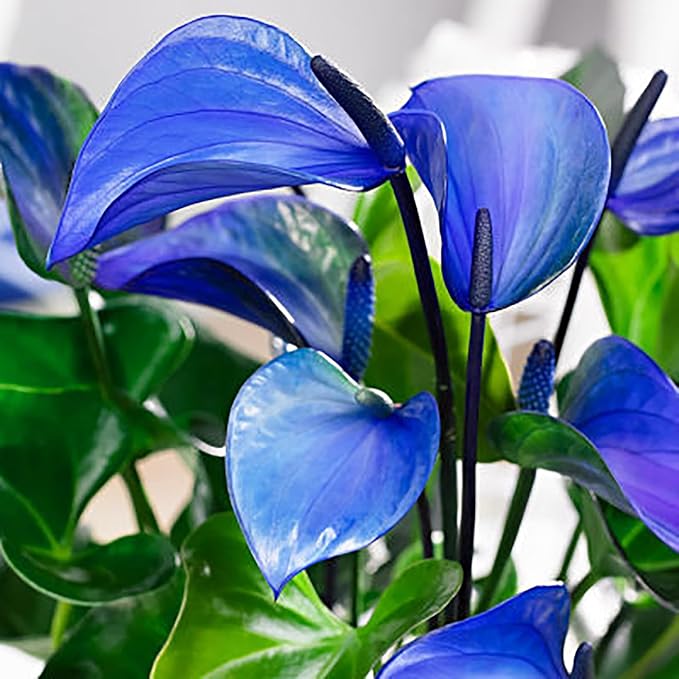 Fresh Anthurium Flower Seeds for Planting, Blue 100 pcs