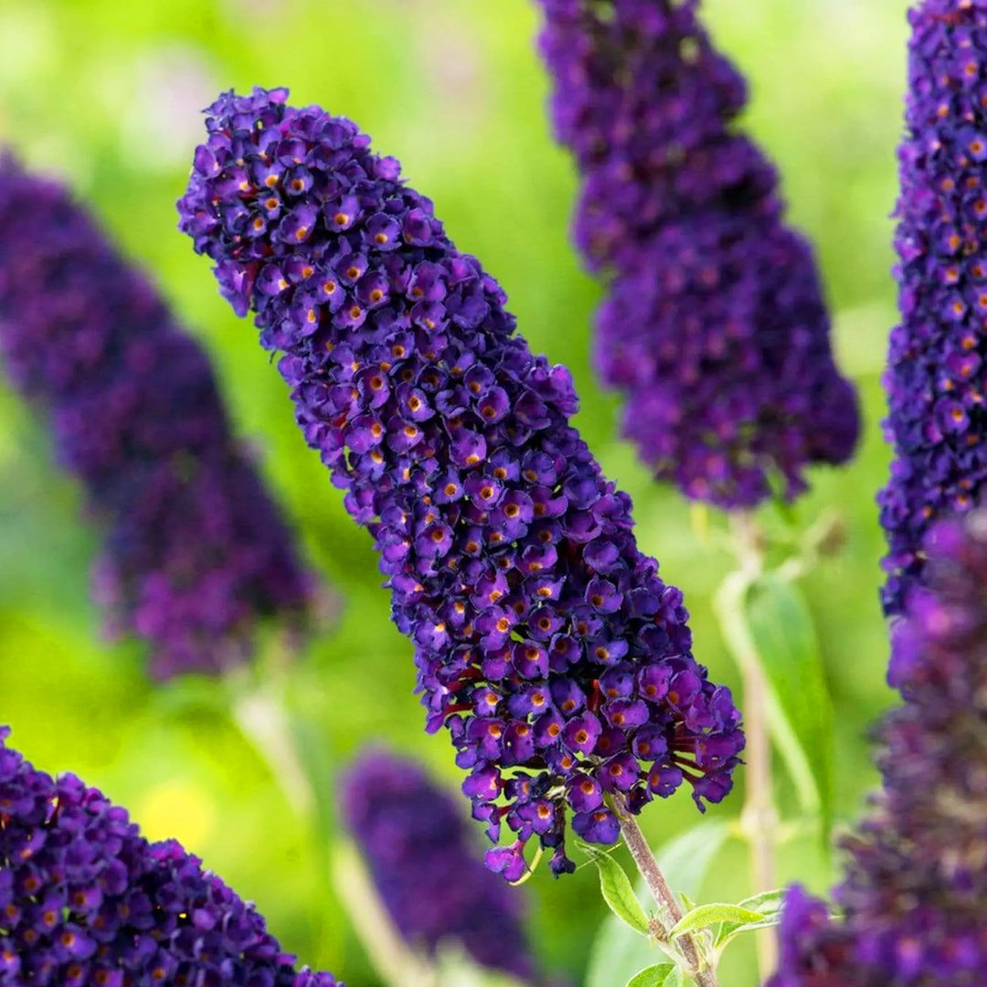 purple buddleia flower seeds