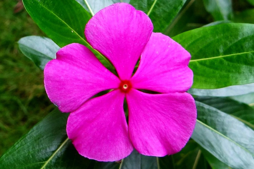 catharanthus flower flower seeds