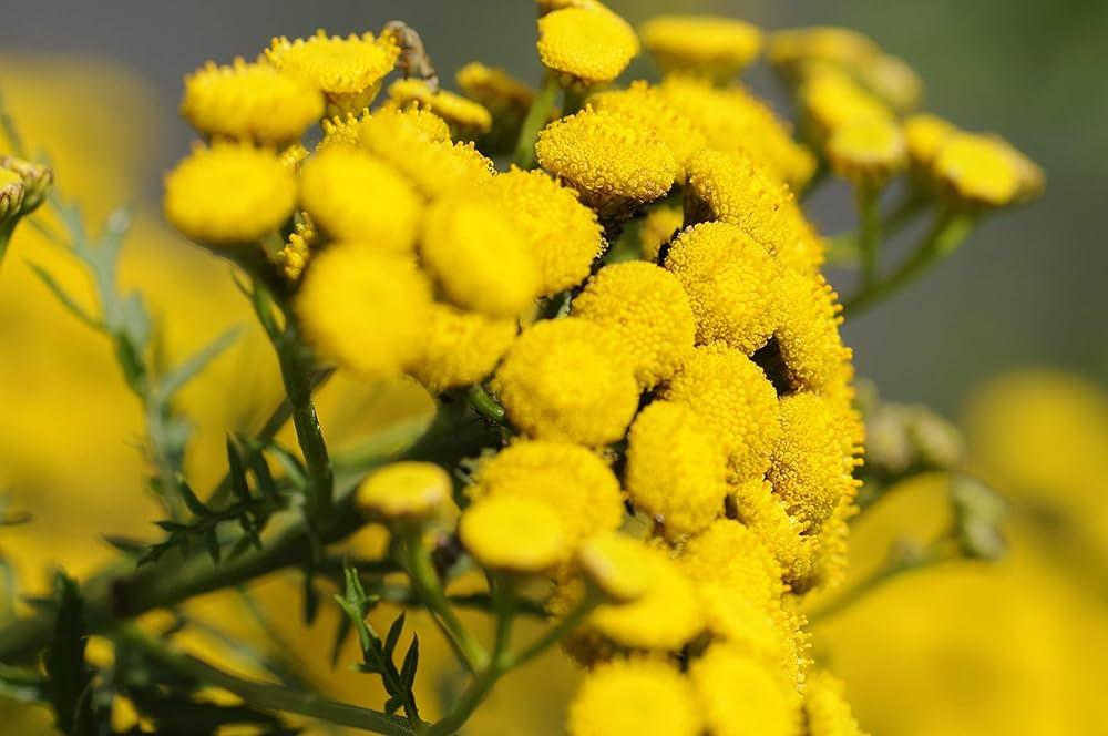 Immortelle Flower Seeds for Planting 100 pcs