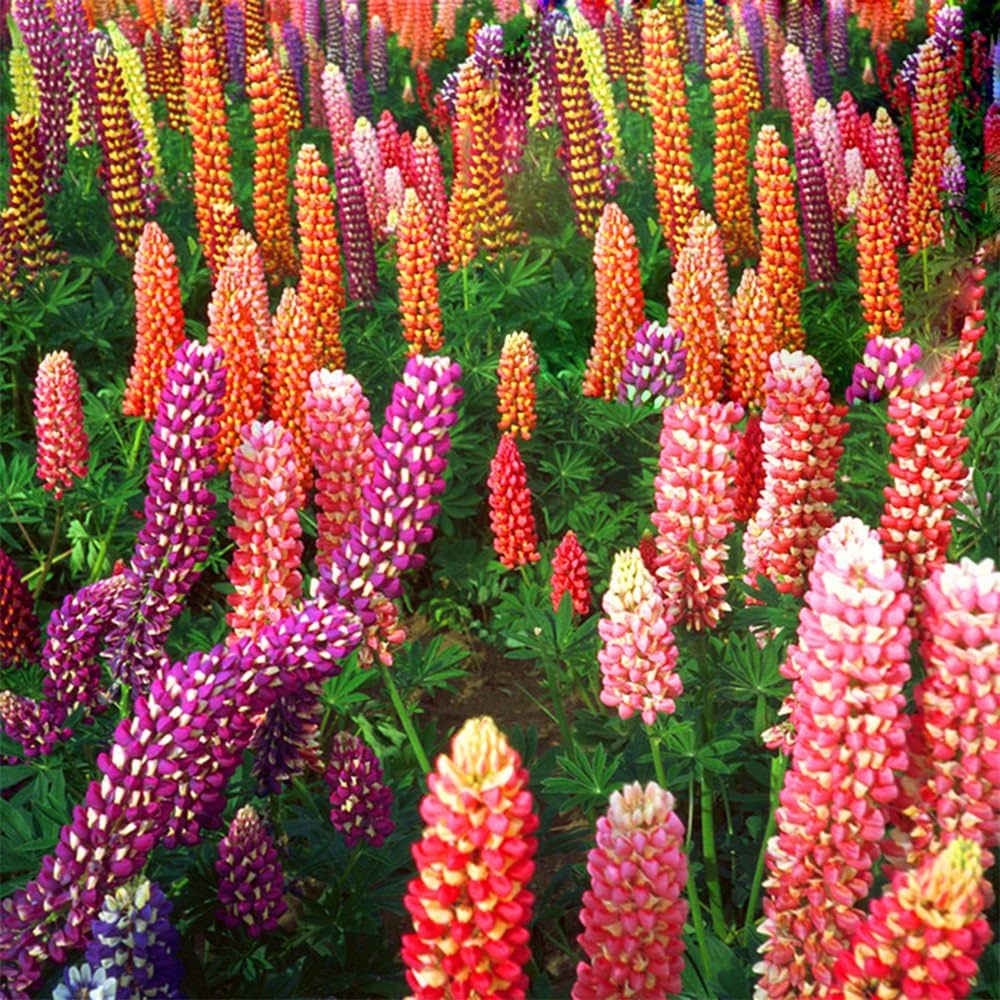 russell lupine flower seeds
