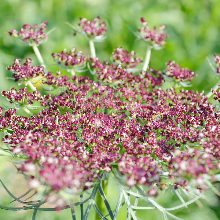 False Queen Anne's Lace Flower Seeds – Heirloom, Non-GMO, High Germination Organic Garden Seeds for Planting