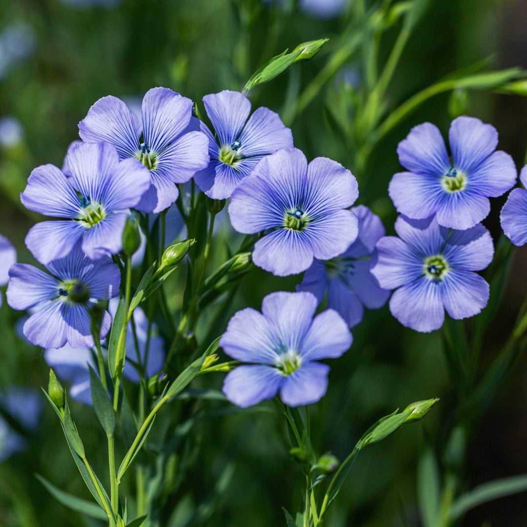 flax flower seed Flax Flower Seeds – Heirloom Non-GMO – Neeraseeds
