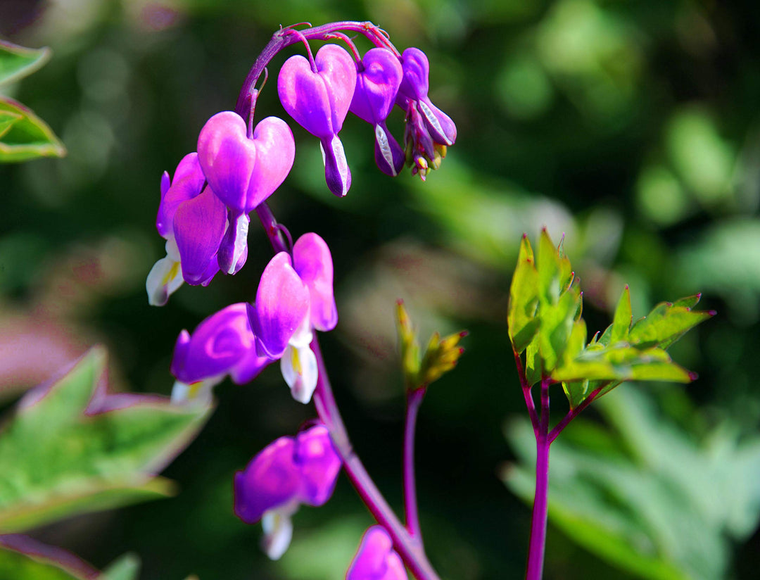 dicentra spectabilis flower seeds