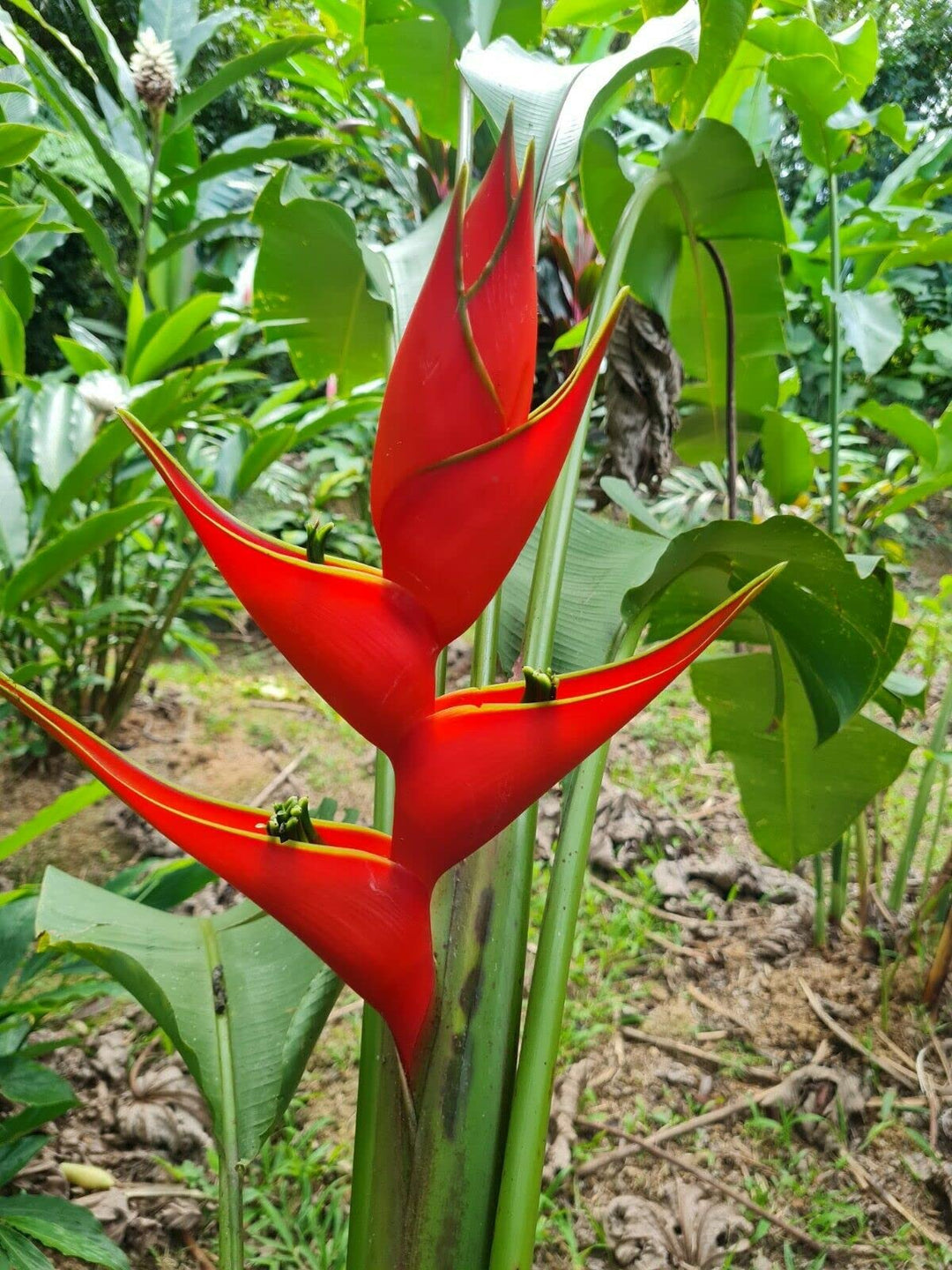 heliconia sclerotricha flower seeds