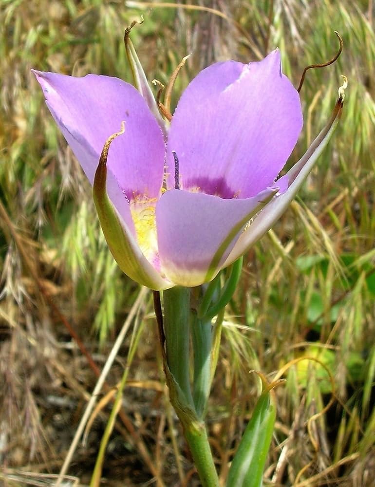 Heirloom Non-GMO Calochortus macrocarpus Flower Seeds – Sagebrush Mariposa Lily Seeds for Native Wildflower Gardens