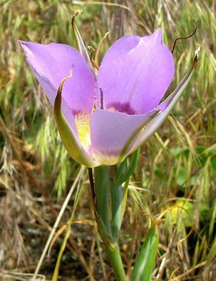 Heirloom Non-GMO Calochortus macrocarpus Flower Seeds – Sagebrush Mariposa Lily Seeds for Native Wildflower Gardens
