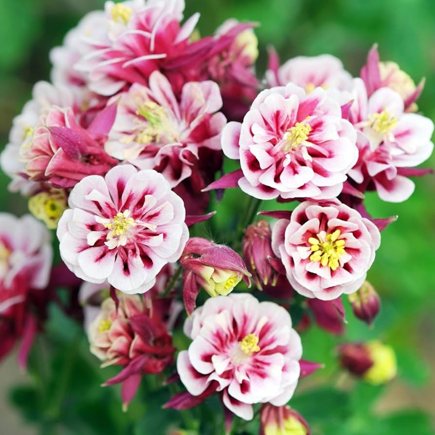 winky double flower seeds
