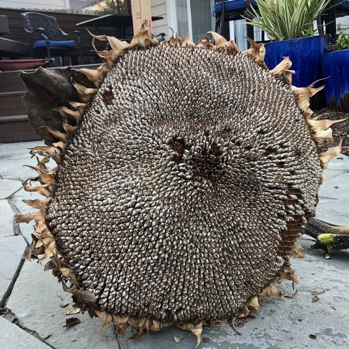 Gray Giant Sunflower Seeds for Planting
