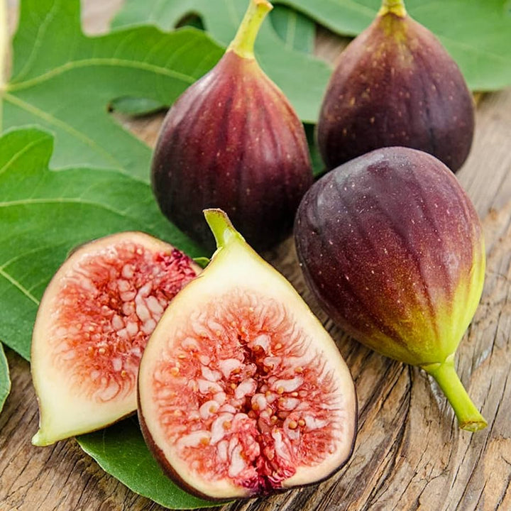 Brown Turkey Fig Fruit Tree Seeds for Planting- Hardy Fig Variety for Zones, Home Garden Fig Seeds