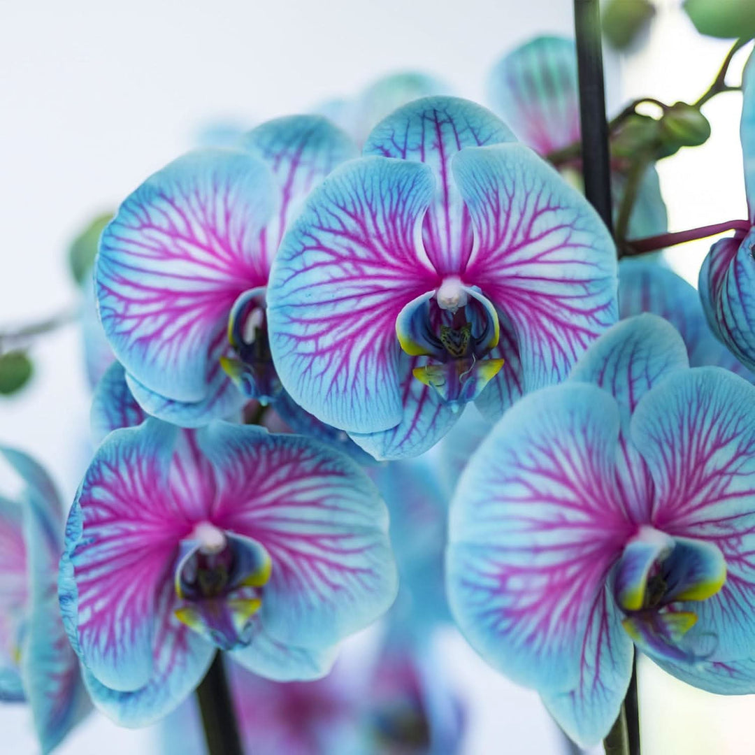 blue sky flower seeds