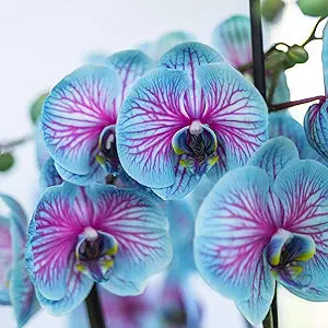 phalaenopsis orchid flower seeds