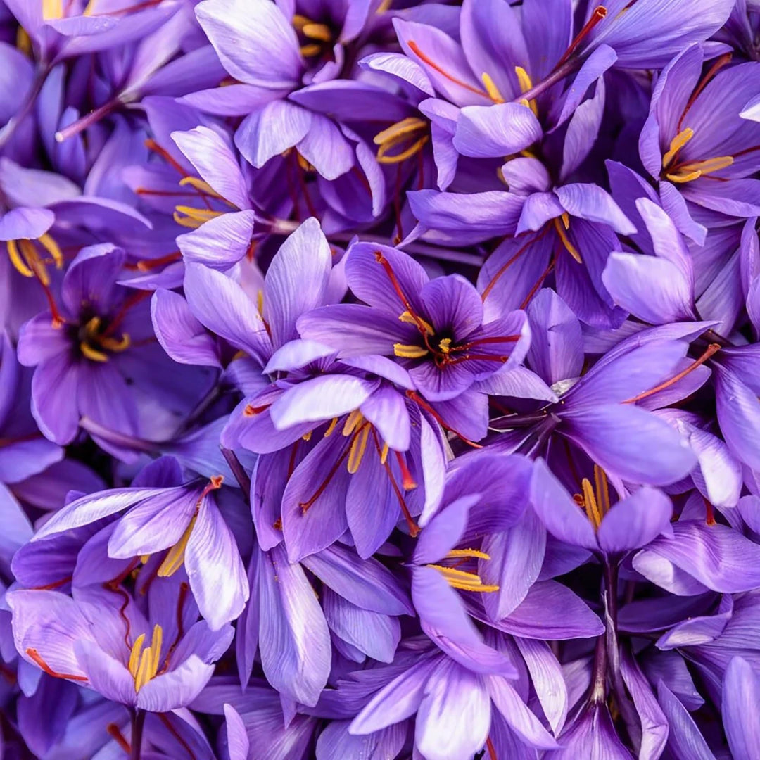 Heirloom Non-GMO Crocus Sativus Flower Seeds for Planting – Saffron Producing Garden Blooms