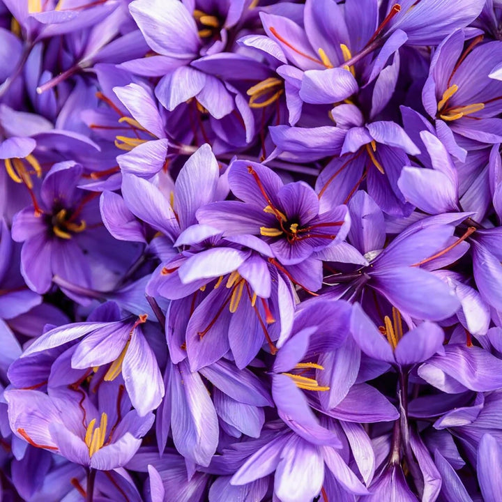 Heirloom Non-GMO Crocus Sativus Flower Seeds for Planting – Saffron Producing Garden Blooms