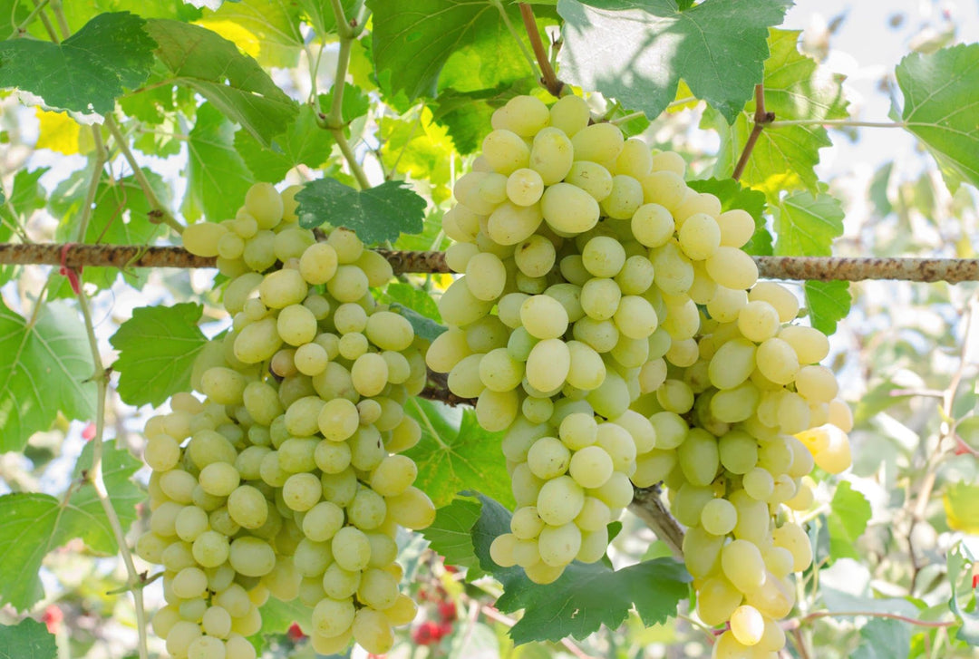 Light Green Grape Fruit Seeds for Planting - Sweet Grapes with a Refreshing Taste, Heirloom Seeds