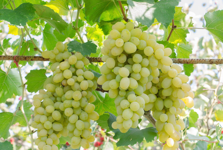 Light Green Grape Fruit Seeds for Planting - Sweet Grapes with a Refreshing Taste, Heirloom Seeds