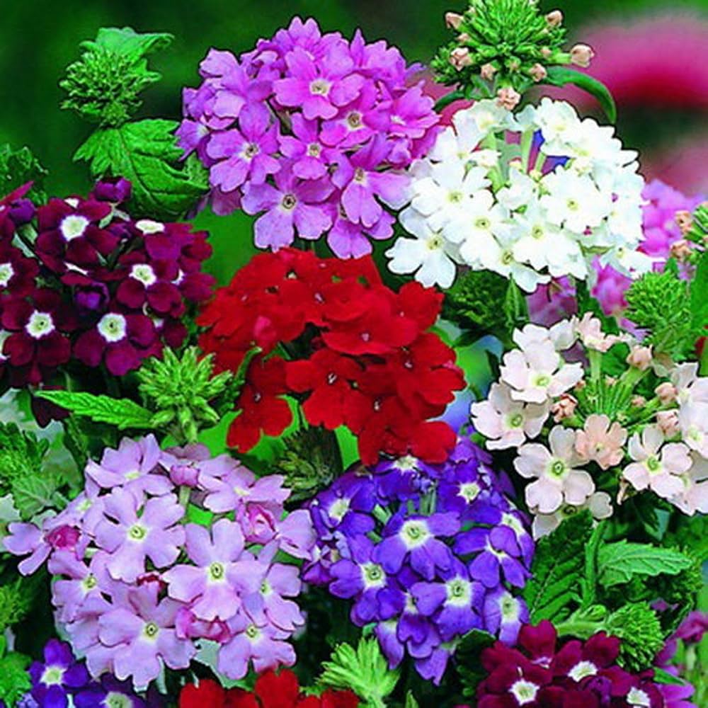 Stripe Verbena Flower Seeds for Planting - 100 pcs