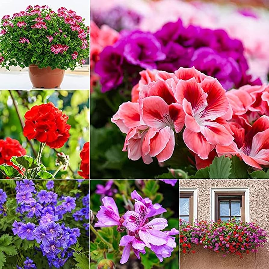 mixed geranium seeds Mixed Perennial Geranium Flower Seeds – Heirloom, Non-GMO, High Germination Organic Garden Seeds for Planting
