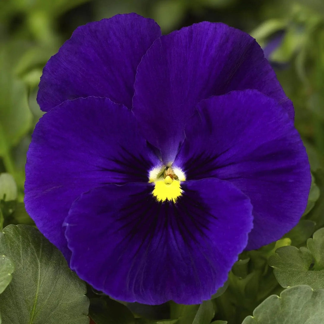 deepblue pansy flower seeds
