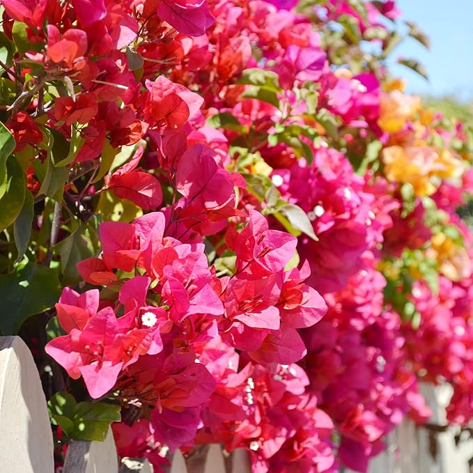 bougainvillea bougainvillea flower seeds