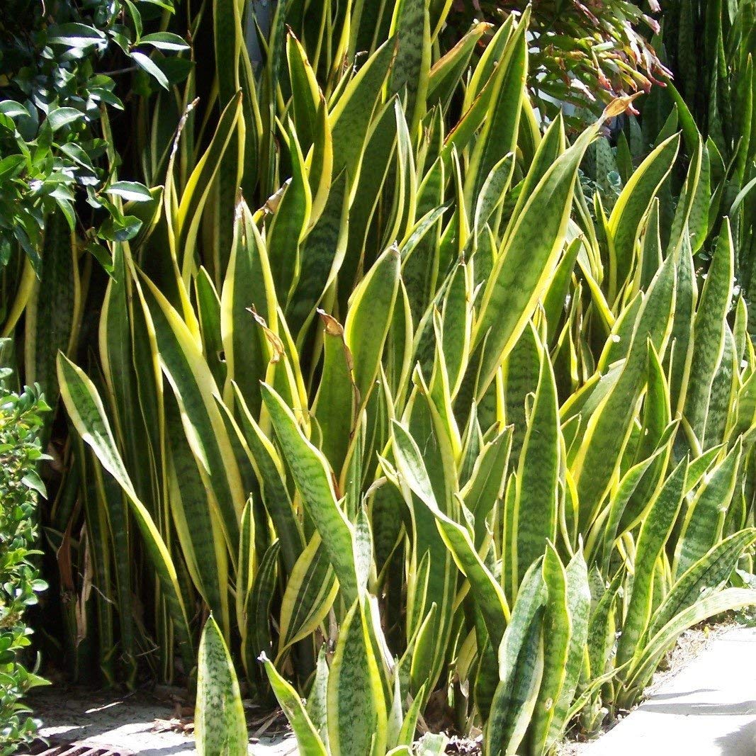 golden hair snake skin plant seeds Green Snake Plant Seeds for Planting