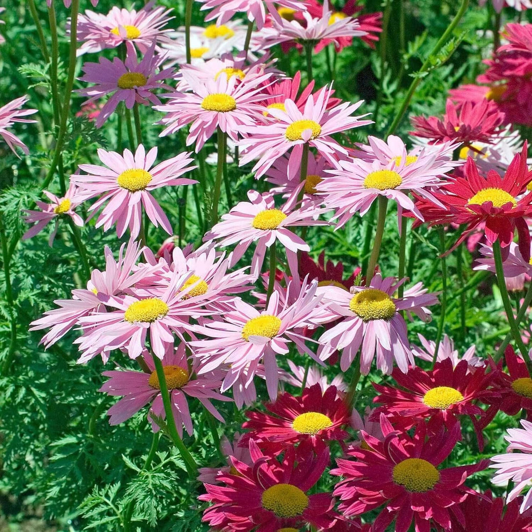 pyrethrum plant seeds Heirloom Non-GMO Mixed Pyrethrum Flower Seeds for Planting – High Germination Organic Garden Seeds