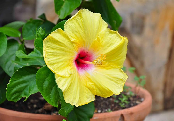 Heirloom Non-GMO Light Green Hibiscus Flower Seeds for Planting – Rare Tropical Blooms, High Germination Garden Seeds