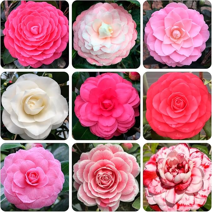 camellia camellia flower seeds