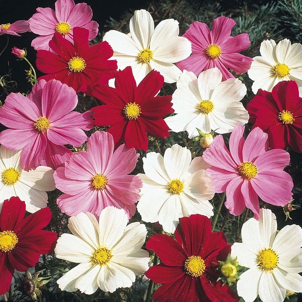cosmos cosmos flower seeds