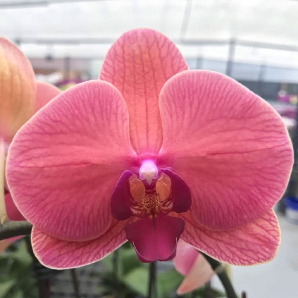 hydroponic phalaenopsis flower seeds